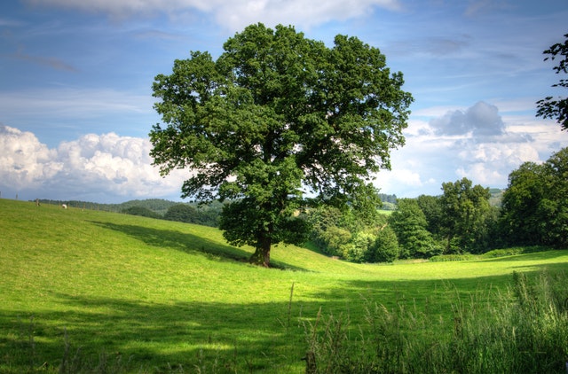 Arborist Tree Report: FAQ’s Answered