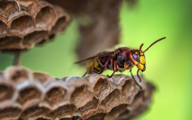 Factors That Affect the Cost of a Wasp Exterminator