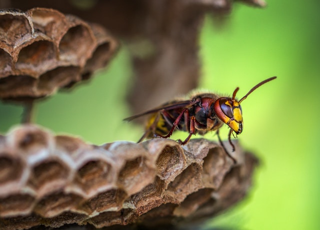 Factors that affect the cost of a wasp exterminator