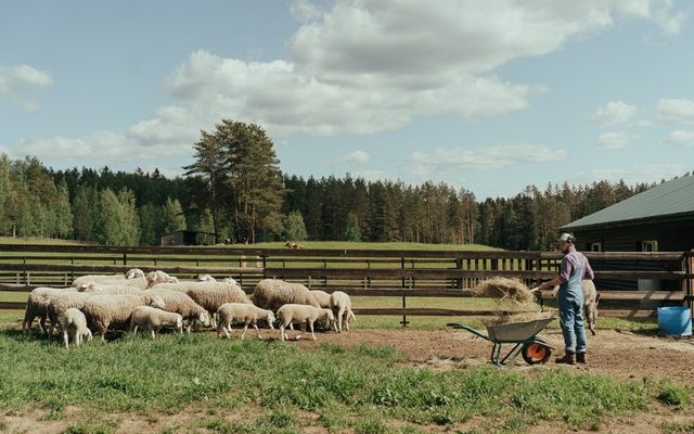 10 tips for designing the best custom sheep yards